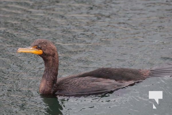 Cormorant August 10, 2024 1751