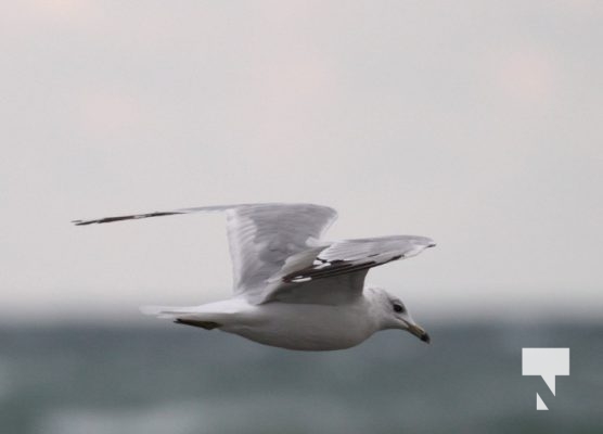 Seagull August 10, 2024 1736