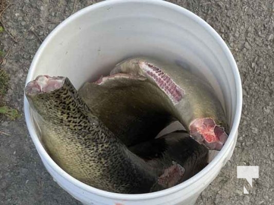 Anglers Charged in Cobourg Creek September 11, 2024 0848