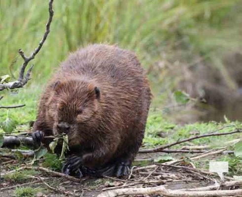 Beaver Omega Park August 30, 2024 0601