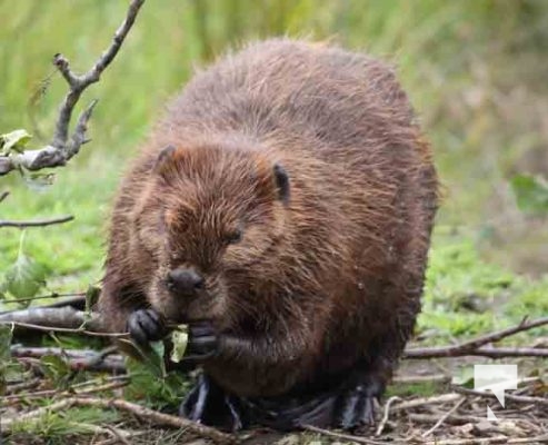 Beaver Omega Park August 30, 2024 0602