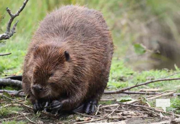 Beaver Omega Park August 30, 2024 0603