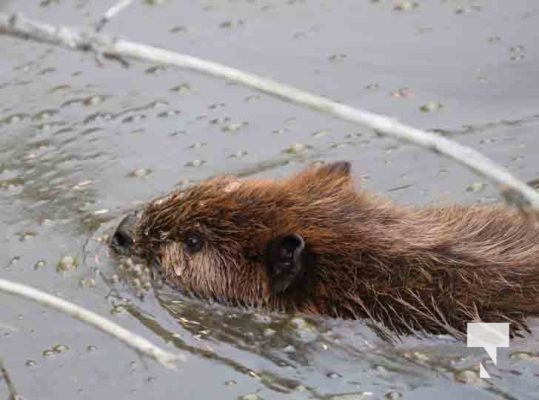 Beaver Omega Park August 30, 2024 0604