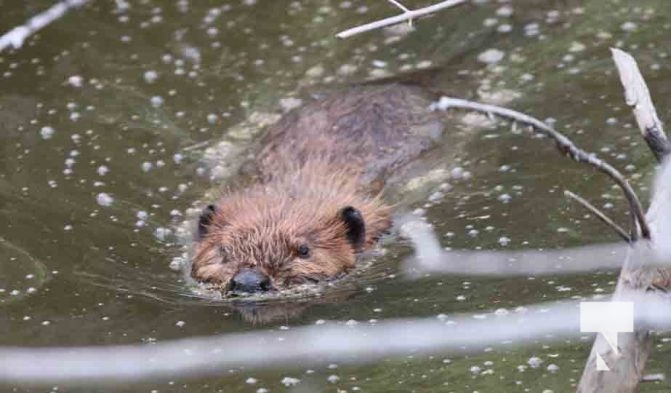 Beaver Omega Park August 30, 2024 0605