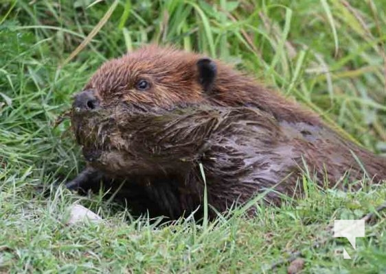 Beaver Omega Park August 30, 2024 0606