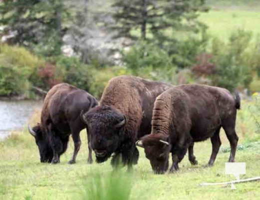 Bison Omega Park August 30, 2024 0614