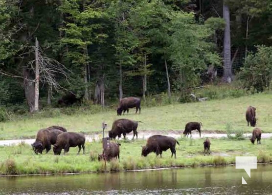 Bison Omega Park August 30, 2024 0615