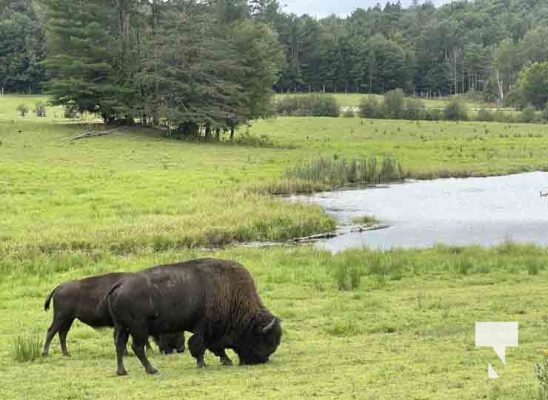 Bison Omega Park August 30, 2024 0616