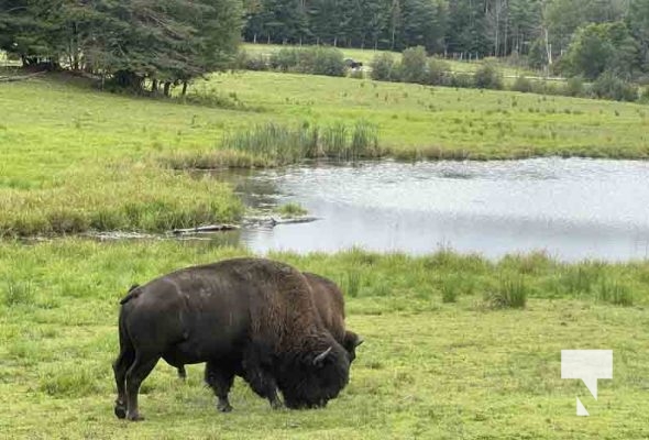 Bison Omega Park August 30, 2024 0617