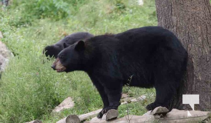 Black Bear Omega Park August 30, 2024 0607