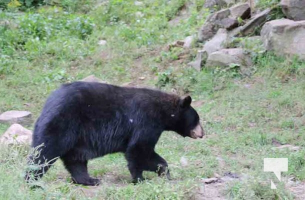 Black Bear Omega Park August 30, 2024 0608