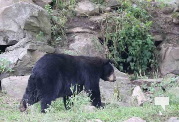 Black Bear Omega Park August 30, 2024 0609