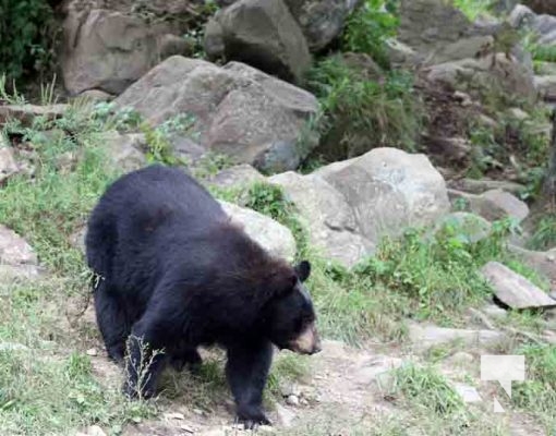 Black Bear Omega Park August 30, 2024 0610