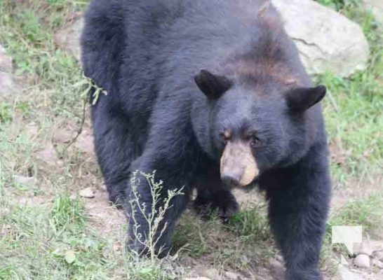 Black Bear Omega Park August 30, 2024 0611