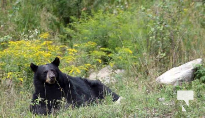 Black Bear Omega Park August 30, 2024 0612