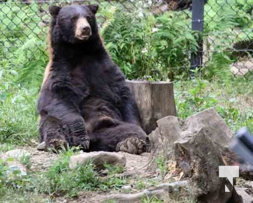 Black Bear Omega Park August 30, 2024 0613