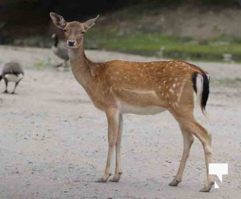 Deer Omega Park August 30, 2024 0581