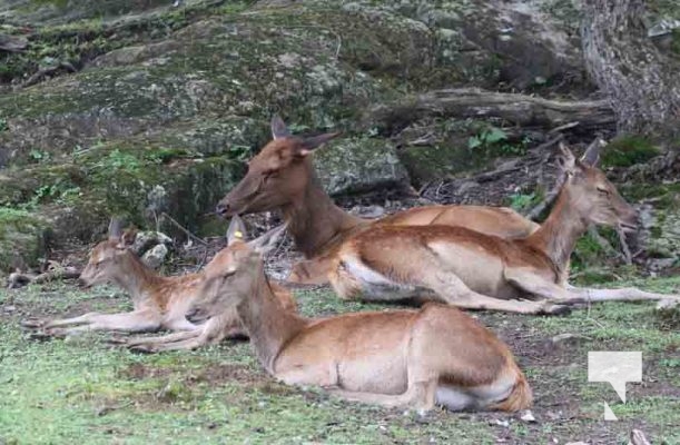 Deer Omega Park August 30, 2024 0582