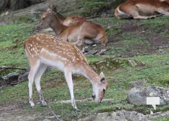 Deer Omega Park August 30, 2024 0583