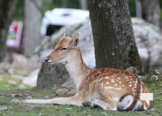 Deer Omega Park August 30, 2024 0584