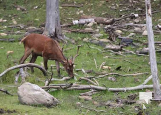 Deer Omega Park August 30, 2024 0585