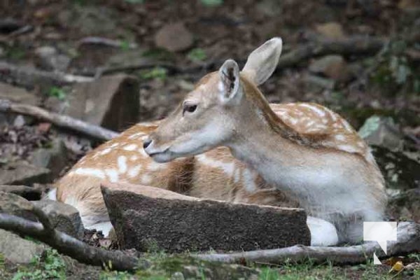 Deer Omega Park August 30, 2024 0586