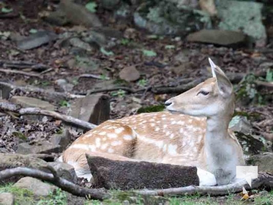 Deer Omega Park August 30, 2024 0587