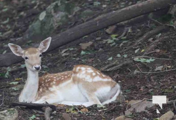 Deer Omega Park August 30, 2024 0588