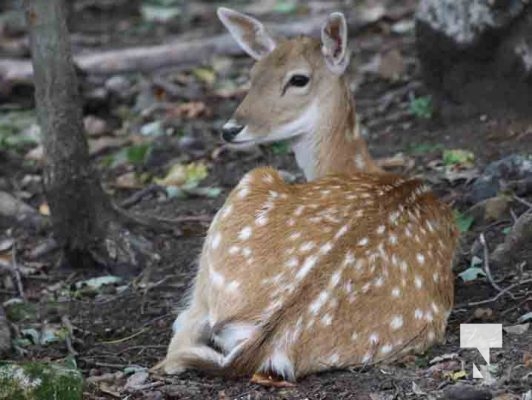 Deer Omega Park August 30, 2024 0589