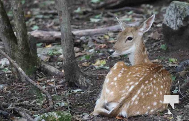 Deer Omega Park August 30, 2024 0590