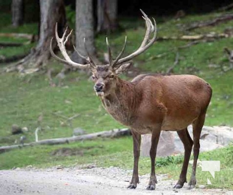 Deer Omega Park August 30, 2024 0591