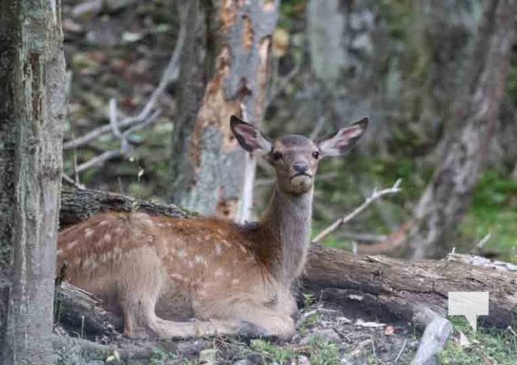 Deer Omega Park August 30, 2024 0593