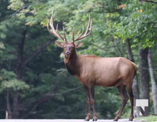 Deer Omega Park August 30, 2024 0594