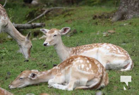 Deer Omega Park August 30, 2024 0595