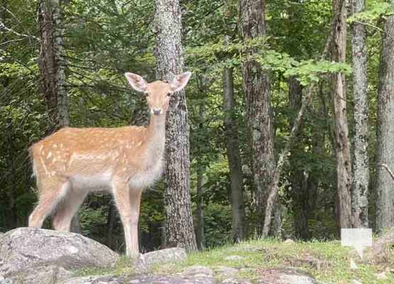 Deer Omega Park August 30, 2024 0597