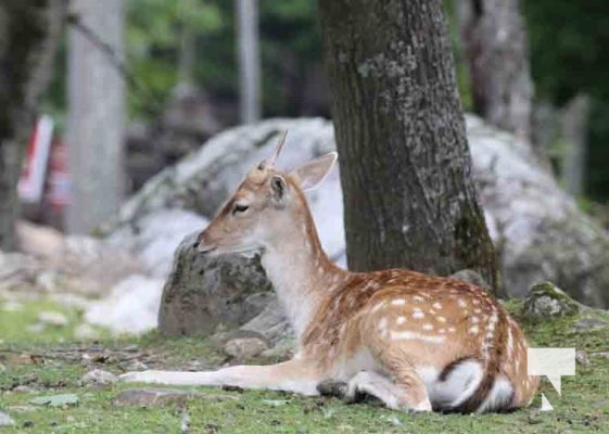 Deer Omega Park August 30, 2024 0598