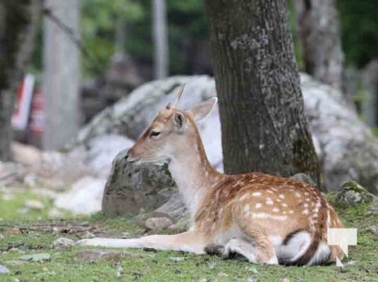 Deer Omega Park August 30, 2024 0599