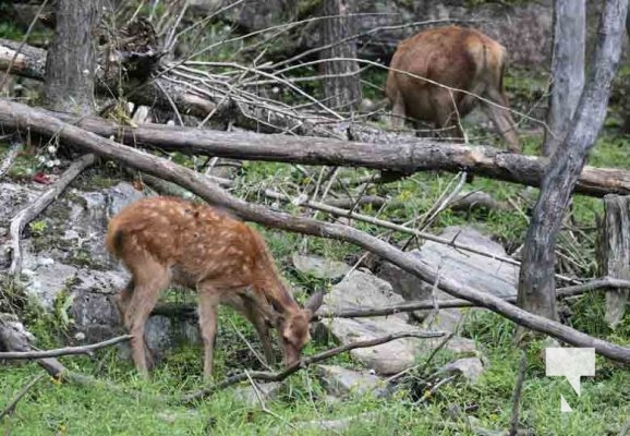 Deer Omega Park August 30, 2024 0600