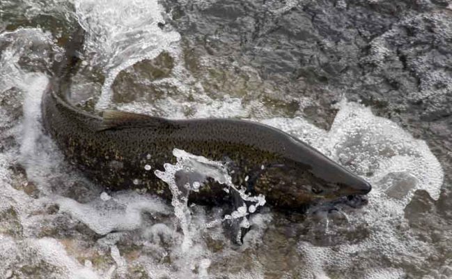 Salmon Cobourg Port Hope September 29, 2024 1584