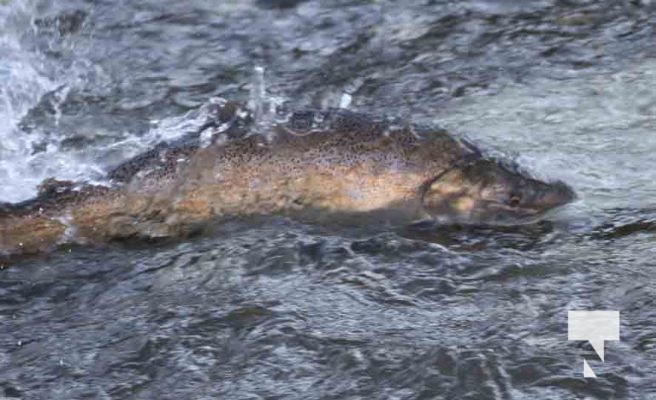 Salmon Port Hope September 1, 2024 0223