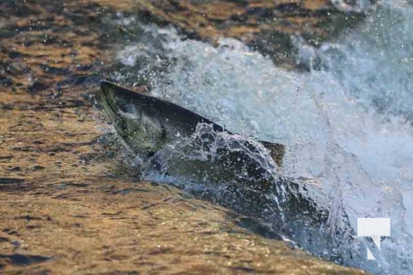 Salmon Port Hope September 1, 2024 0226