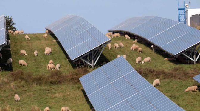 solar farm sheep hamilton township August 23, 2024 0241