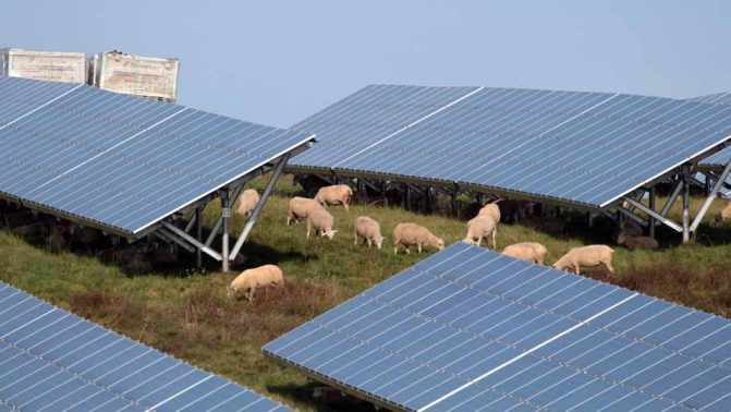 solar farm sheep hamilton township August 23, 2024 0242