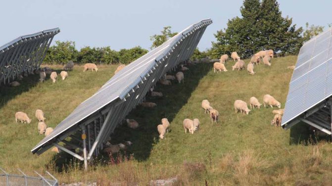 solar farm sheep hamilton township August 23, 2024 0243