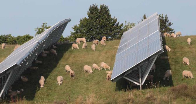 solar farm sheep hamilton township August 23, 2024 0244