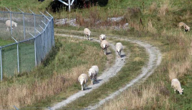 solar farm sheep hamilton township August 23, 2024 0245