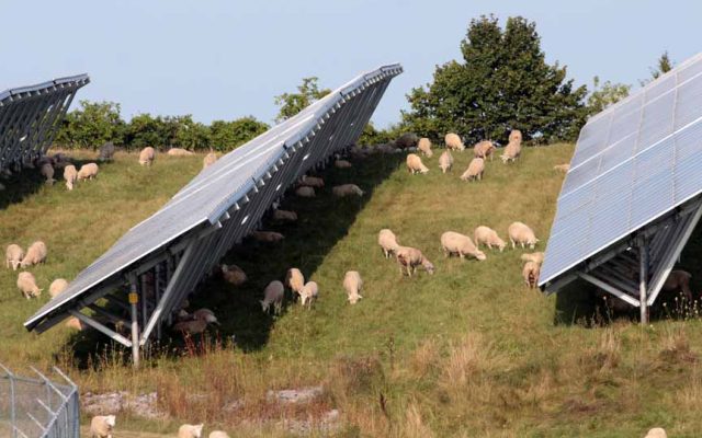 solar farm sheep hamilton township August 23, 2024 0246