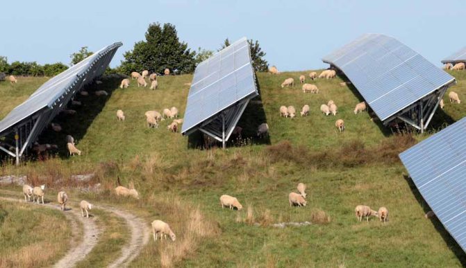 solar farm sheep hamilton township August 23, 2024 0249