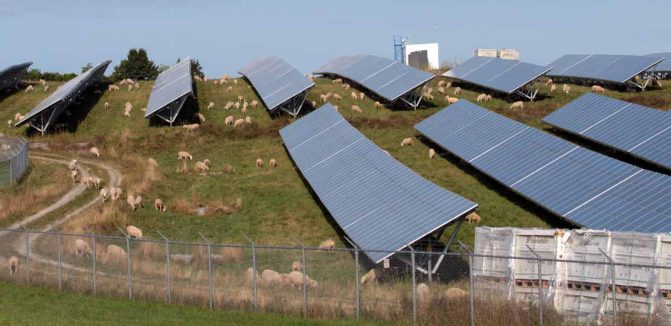 solar farm sheep hamilton township August 23, 2024 0250