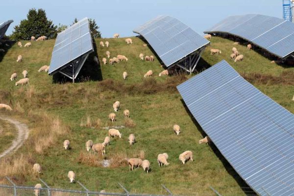 solar farm sheep hamilton township August 23, 2024 0255